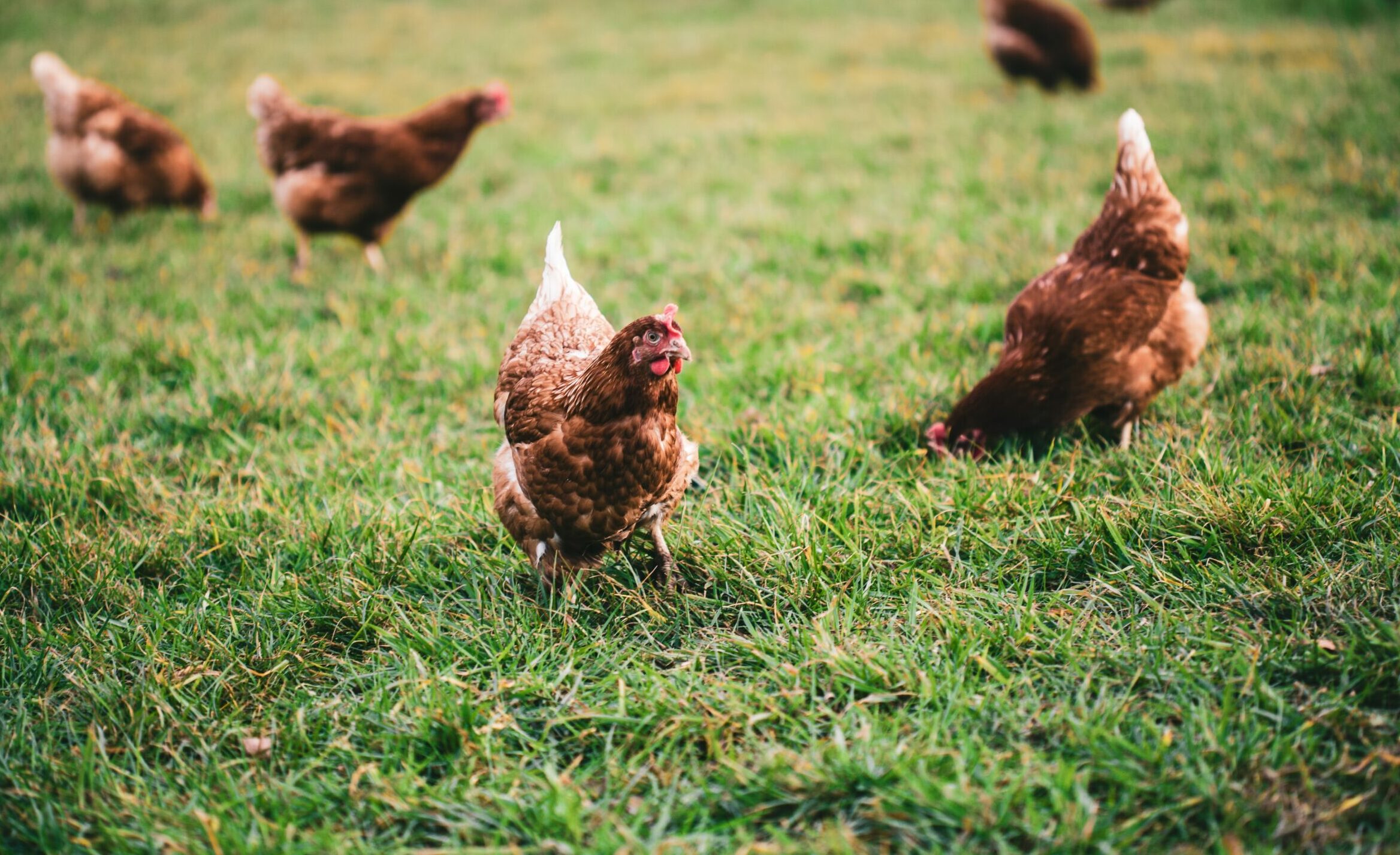 Des poules en faveur du tri à la source des Biodéchets